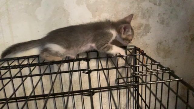 BÉ MÈO ANH LÔNG NGẮN GẦN 2 THÁNG TÌM NHÀ MỚI. Mua bán Mèo tại Quận Hoàng Mai Hà Nội được đăng bởi HÀ UYỂN NHI  hình 1