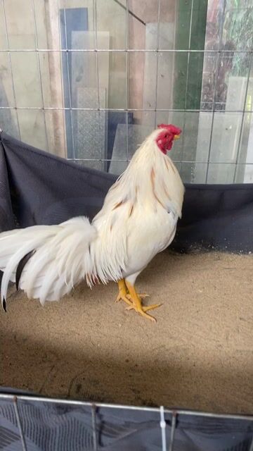 Bướm 1.6kg tơ. Mua bán Gà tại Huyện Lai Vung Đồng Tháp được đăng bởi NQV hình 1
