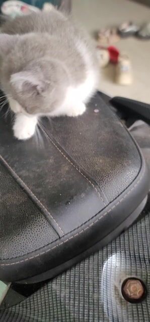 Mèo Anh Lông Ngắn xám trắng 2 tháng đã tiêm. Mua bán Mèo tại Huyện Thường Tín Hà Nội được đăng bởi ok hình 1