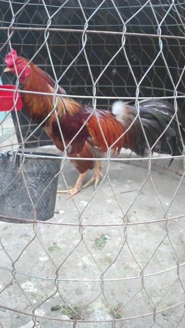 Xám chân vàng chốt đen 2kg6 hơn,đủ khung 2kg8 có. Mua bán Gà tại Huyện Hòa Thành Tây Ninh được đăng bởi Hoàng Tiến hình 1