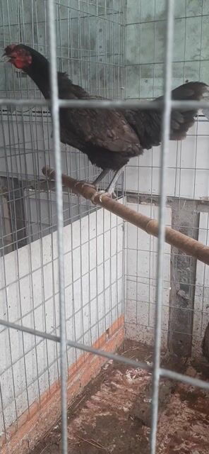 Gà mái Xám 2.3kg tơ. Mua bán Gà tại Thành phố Thuận An Bình Dương được đăng bởi Hồng phát68 hình 1