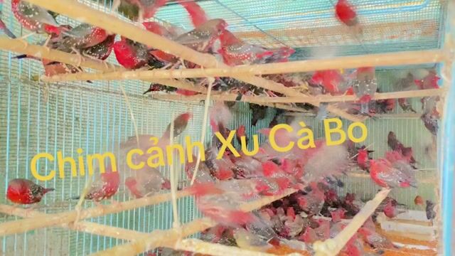 manh manh mai hoa rực rỡ đón Xuân 2026. Mua bán Chim tại Quận 12 Tp Hồ Chí Minh được đăng bởi đinh tuân hình 1