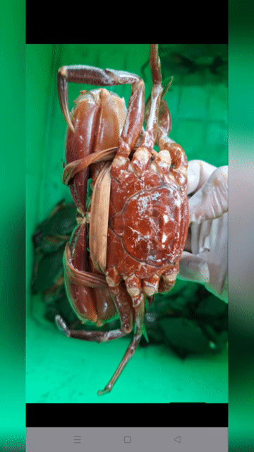 Cua biển nhà Cần Giờ chak thịt gạch . Mua bán Đồ ăn, thực phẩm và các loại khác tại Quận 1 Tp Hồ Chí Minh được đăng bởi Minh Trần  hình 1