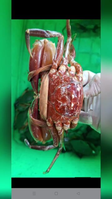 Cua biển nhà Cần Giờ chak thịt gạch . Mua bán Đồ ăn, thực phẩm và các loại khác tại Quận 1 Tp Hồ Chí Minh được đăng bởi Minh Trần  hình 1