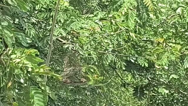 chim hút mật. Mua bán Chim tại Thị Xã Buôn Hồ Đắk Lắk được đăng bởi Vy An hình 1