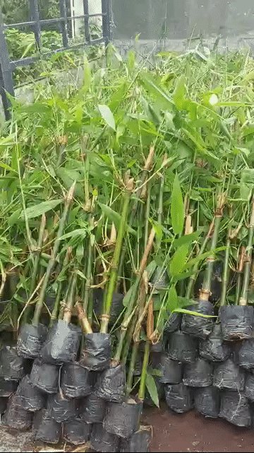 Cây giống Tre Mạnh Tông Măng Đen Xanh. Mua bán Đồ chuyên dụng, Giống nuôi trồng tại Huyện Trảng Bàng Tây Ninh được đăng bởi Nguyễn Quế Trân hình 1