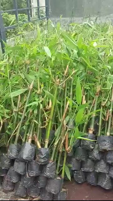 Cây giống Tre Mạnh Tông Măng Đen Xanh. Mua bán Đồ chuyên dụng, Giống nuôi trồng tại Huyện Trảng Bàng Tây Ninh được đăng bởi Nguyễn Quế Trân hình 1