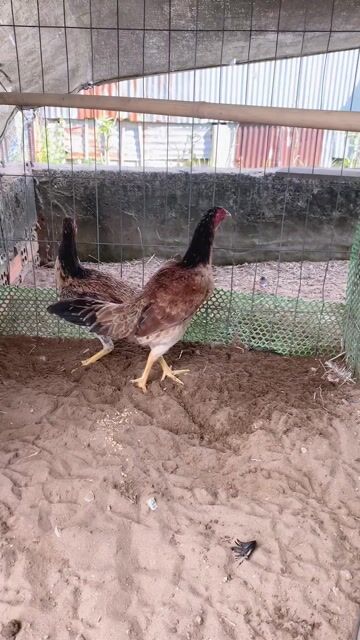 Gà Mái Nòi tơ asil mỹ việt. Mua bán Gà tại Huyện Chợ Mới An Giang được đăng bởi Hiệp Gà Tre Long Xuyên hình 1