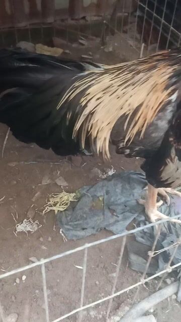 hiện 2.8kg có gl . Mua bán Gà tại Quận Bình Tân Tp Hồ Chí Minh được đăng bởi Linh Nguyen hình 1