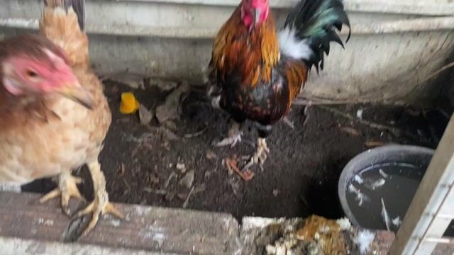 Thành lý cặp tre vảy rồng phong thủy 5 xị. Mua bán Gà tại Thành phố Thủ Đức Tp Hồ Chí Minh được đăng bởi Tâm An hình 1