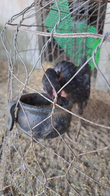 Gà nòi Jap - Mỹ 3.7 tháng. Mua bán Gà tại Huyện Tân Hiệp Kiên Giang được đăng bởi Tiền hình 1