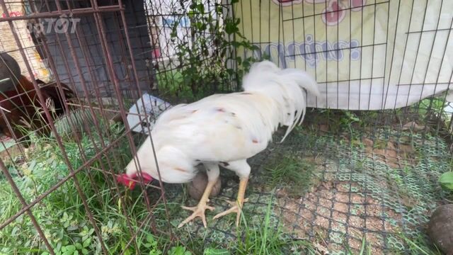 Gà trống 2.8 kg 800k. Mua bán Gà tại Huyện Mỏ Cày Nam Bến Tre được đăng bởi Hưng bui  hình 1