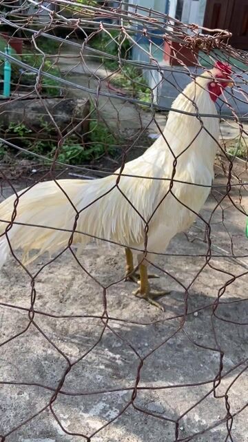 Úa chân xanh 2k6 còn lên. Mua bán Gà tại Huyện Cầu Kè Trà Vinh được đăng bởi Hai Hổ hình 1