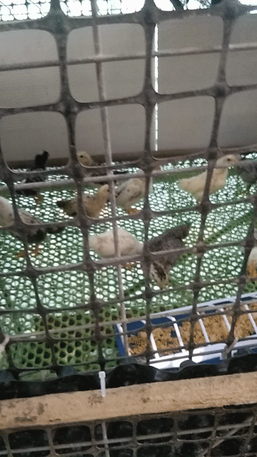 Gà tre bắc 2 tháng tuổi. Mua bán Gà tại Huyện Hòn Đất Kiên Giang được đăng bởi anh ba tre bắc miền tây hình 1