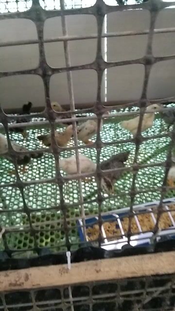 Gà tre bắc 2 tháng tuổi. Mua bán Gà tại Huyện Hòn Đất Kiên Giang được đăng bởi anh ba tre bắc miền tây hình 1