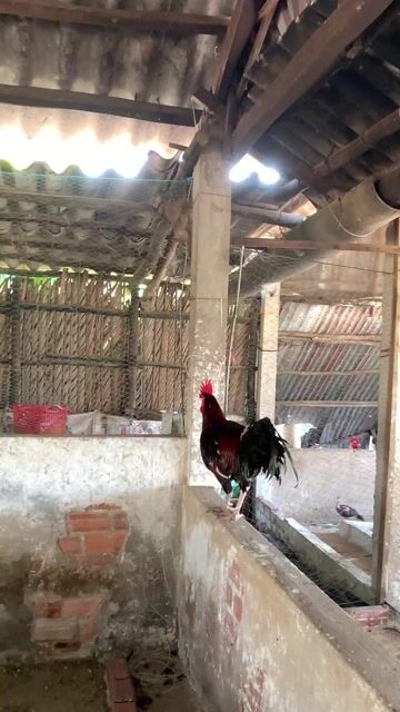 Gà chọi 3.6kg Đực Nâu đỏ. Mua bán Gà tại Huyện Hồng Dân Bạc Liêu được đăng bởi Tín hình 1