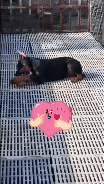 doberman cái . Mua bán Chó tại Thành phố Thủ Đức Tp Hồ Chí Minh được đăng bởi thuy tran hình 1