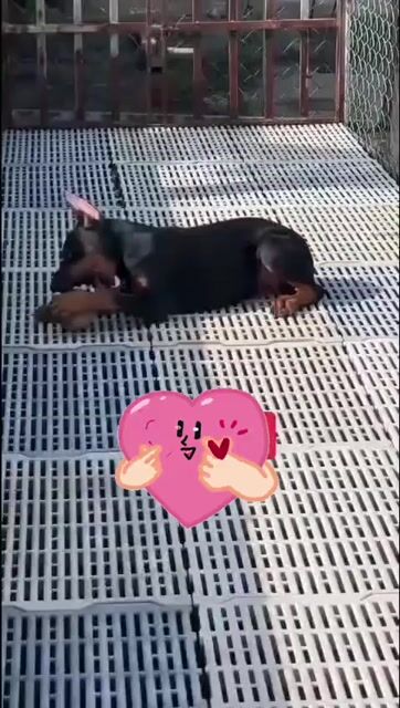 doberman cái . Mua bán Chó tại Thành phố Thủ Đức Tp Hồ Chí Minh được đăng bởi thuy tran hình 1