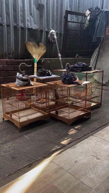 Chim lồng thái hót hay. Mua bán Chim tại Huyện Bình Chánh Tp Hồ Chí Minh được đăng bởi Trong Anh hình 1