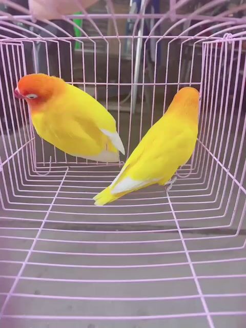 Chim Lutino Vàng cam 16 tháng. Mua bán Chim tại Quận Bình Tân Tp Hồ Chí Minh được đăng bởi Tiên hình 1