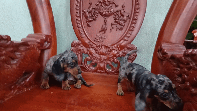 Chó Đen loang cả hai. Mua bán Chó tại Huyện Hóc Môn Tp Hồ Chí Minh được đăng bởi winsen hình 1