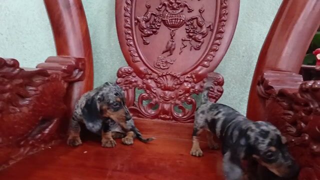 Chó Đen loang cả hai. Mua bán Chó tại Huyện Hóc Môn Tp Hồ Chí Minh được đăng bởi winsen hình 1