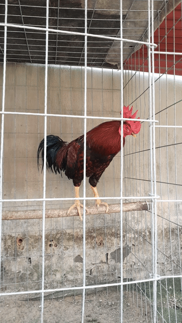 Gà Việt Thái 3.7kg đực 15 tháng. Mua bán Gà tại Huyện Định Quán Đồng Nai được đăng bởi Van kien Le hình 1