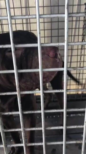 pitbull thuần chủng , cha mẹ có giấy tờ đàng hoàng