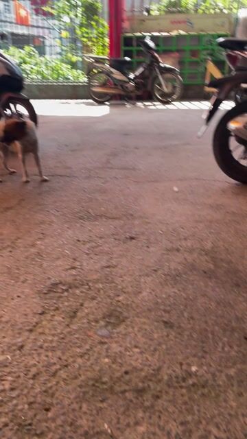 Chó cái 10 tháng tuổi. Mua bán Chó tại Thành phố Biên Hòa Đồng Nai được đăng bởi Phúc lâm hình 1