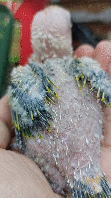 Chim Sun Conure 30 ngày tuổi Vàng. Mua bán Chim tại Quận Tân Bình Tp Hồ Chí Minh được đăng bởi Nguyen Quoc hình 1