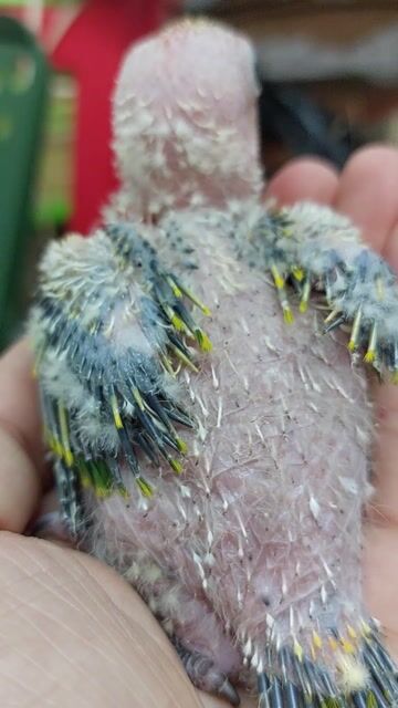 Chim Sun Conure 30 ngày tuổi Vàng. Mua bán Chim tại Quận Tân Bình Tp Hồ Chí Minh được đăng bởi Nguyen Quoc hình 1