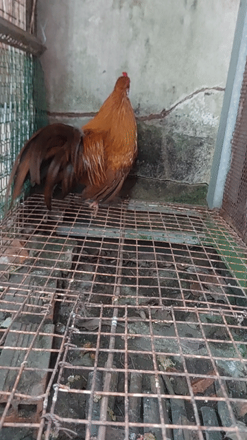 Gà cảnh Tân Châu lai rừng trống Nâu đỏ. Mua bán Gà tại Huyện Cần Giuộc Long An được đăng bởi Nguyễn trung dũng hình 1