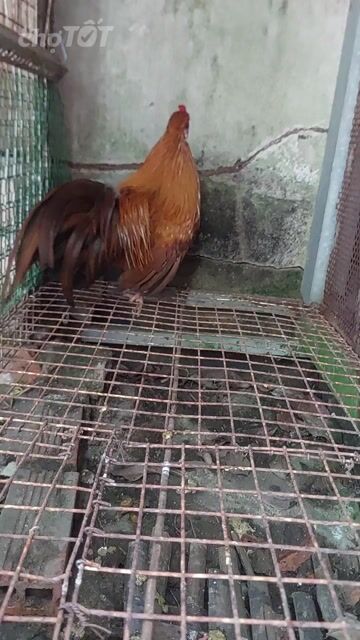 Gà cảnh Tân Châu lai rừng trống Nâu đỏ. Mua bán Gà tại Huyện Cần Giuộc Long An được đăng bởi Nguyễn trung dũng hình 1
