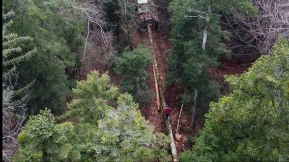 Le métier de débardeur