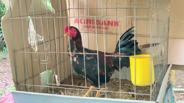 Gà chọi Cuban 1.4kg Đen. Mua bán Gà tại Thành phố Vĩnh Long Vĩnh Long được đăng bởi Gà cỏ vl hình 1