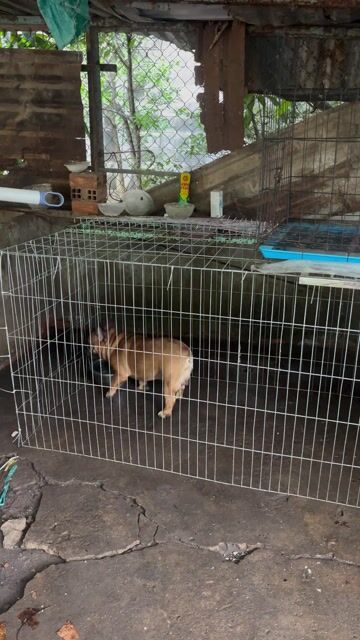 Bull Pháp thuần chủng. Mua bán Chó tại Thị xã Bến Cát Bình Dương được đăng bởi Chánh Trực hình 1