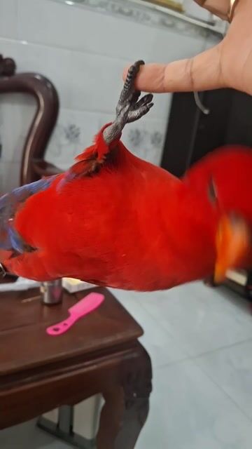 Vẹt Đỏ 1 tuổi thân thiện biết nói. Mua bán Chim tại Quận 4 Tp Hồ Chí Minh được đăng bởi Le Thị Kén hình 1