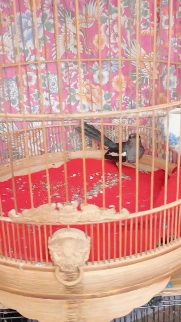 Choè than mái đẹp. Mua bán Chim tại Quận Gò Vấp Tp Hồ Chí Minh được đăng bởi Gas Bình Minh hình 1