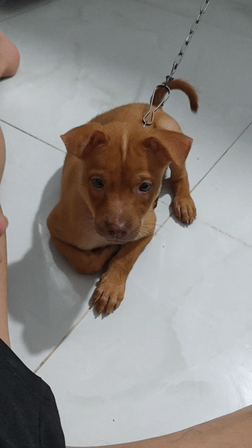 Chó Labrador lai Cái Vàng. Mua bán Chó tại Thành phố Thủ Đức Tp Hồ Chí Minh được đăng bởi Trần Tiến Nghĩa  hình 1