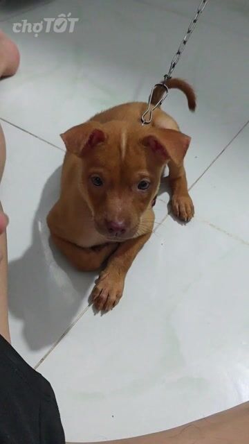 Chó Labrador lai Cái Vàng. Mua bán Chó tại Thành phố Thủ Đức Tp Hồ Chí Minh được đăng bởi Trần Tiến Nghĩa  hình 1