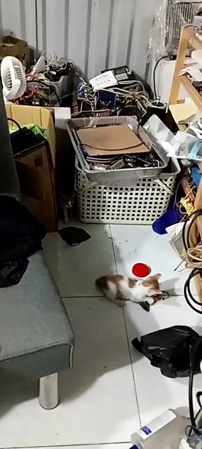 Mèo con Trắng cam. Mua bán Mèo tại Thị xã Bến Cát Bình Dương được đăng bởi Su Dephan hình 1