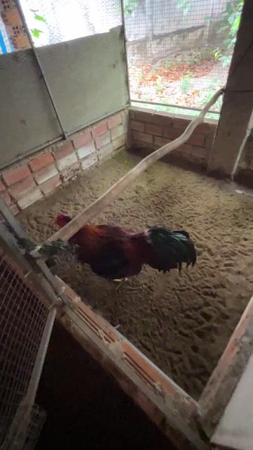 Gà chọi Đen vàng Đực. Mua bán Gà tại Huyện Cái Bè Tiền Giang được đăng bởi Lê Ý hình 1