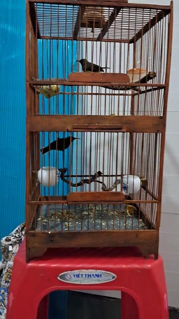 5m. Mua bán Chim tại Quận 5 Tp Hồ Chí Minh được đăng bởi ok ní  hình 1