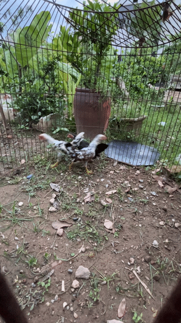Gà cảnh Cặp trống mái 4 tháng. Mua bán Gà tại Huyện Sóc Sơn Hà Nội được đăng bởi TranNam hình 1
