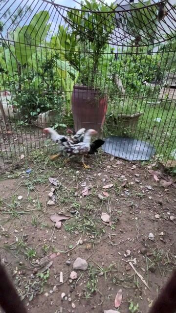 Gà cảnh Cặp trống mái 4 tháng. Mua bán Gà tại Huyện Sóc Sơn Hà Nội được đăng bởi TranNam hình 1