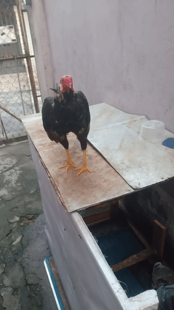 Gà siu mỹ Chuối gấm  1.560kg. Mua bán Gà tại Quận 12 Tp Hồ Chí Minh được đăng bởi CaoQuang hình 1