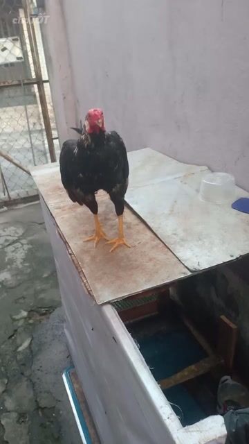Gà siu mỹ Chuối gấm  1.560kg. Mua bán Gà tại Quận 12 Tp Hồ Chí Minh được đăng bởi CaoQuang hình 1