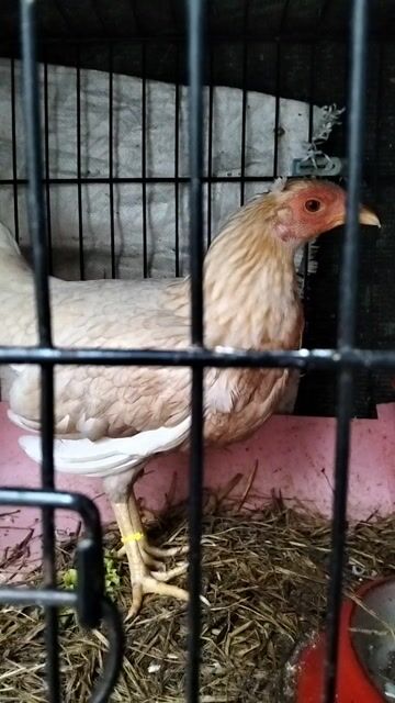 Gà Cuban Mỹ mái 1kg. Mua bán Gà tại Quận 5 Tp Hồ Chí Minh được đăng bởi Minh Ma Cam hình 1