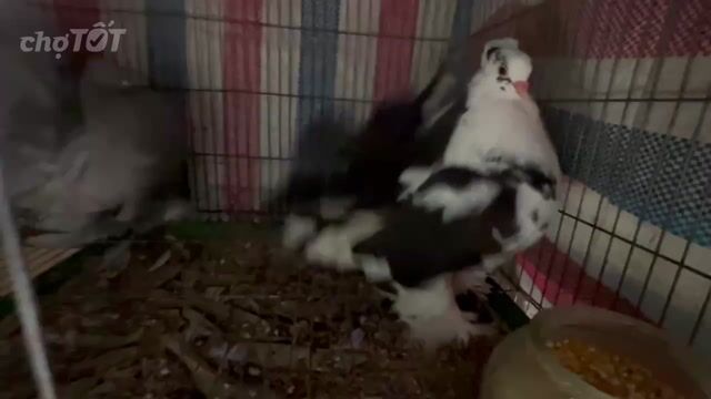 Bồ câu Đuôi xòe Đen đang đẻ. Mua bán Chim tại Thành phố Thủ Dầu Một Bình Dương được đăng bởi Lộc  hình 1
