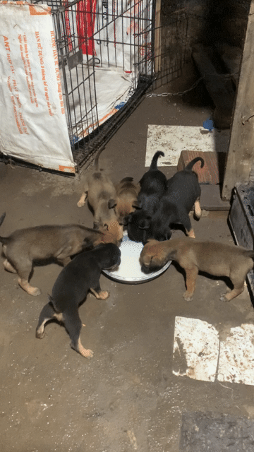 Chó con Nâu Đen 7 con. Mua bán Chó tại Huyện Trảng Bom Đồng Nai được đăng bởi huỳnh phương hình 1